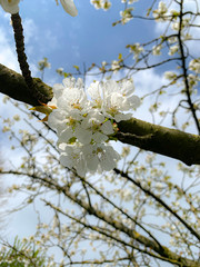 Florece