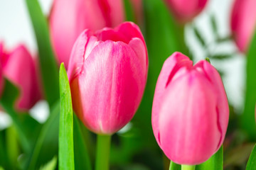 Group of beautiful pink tulips