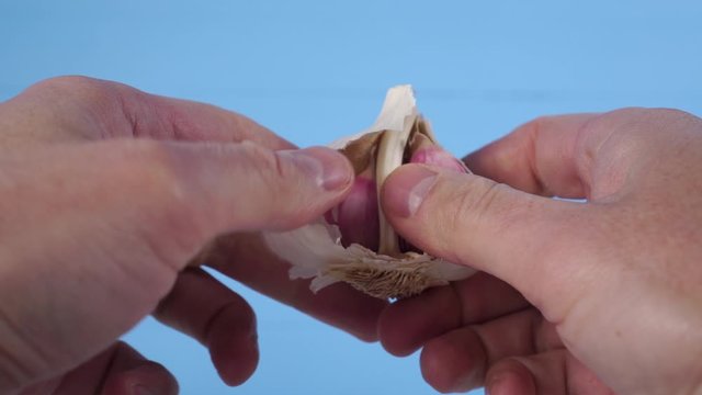 Hands of a young man share cloves of garlic on a blue wooden background. Cooking Spiced Dishes