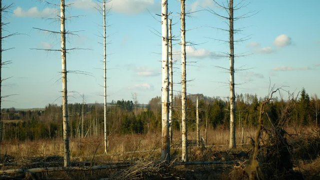 Bark wood beetle pest Ips typographus infestation, spruce and bast tree infested attacked by European spruce, making their way in wood larva and larvae, clear cut calamity, caterpillar dead trees
