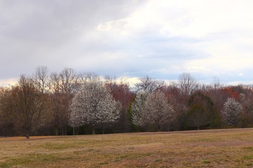 Trees Budding Early Spring 