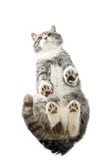 Cat standing on glass table on loggia