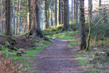 Sunlit walking path amoung the trees in Tyrebagger forest