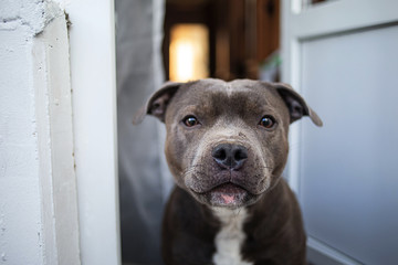 Purebred dog standing on doorstep and looking at camera with surprise