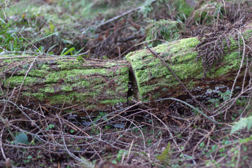 Tree trunk cut in two on the foret floor