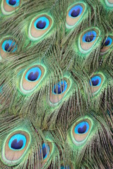 Fototapeta premium peacock feather on black background