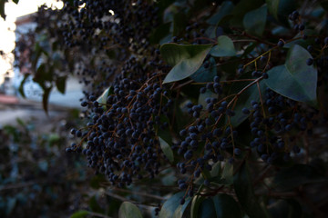 Blackthorn tree branch with bunch of dark purple berries close up