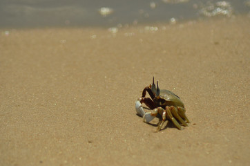 A soldier crab is seen in profile standing on some sand. His eyes and claws are clearly visible. The sand is golden, and water is in the background.