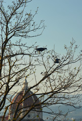 Two doves are in a tree, one resting on a nest. The branches are mostly bare, with leaves just beginning to grow. Florence's Duomo is in the background. The sky is blue.