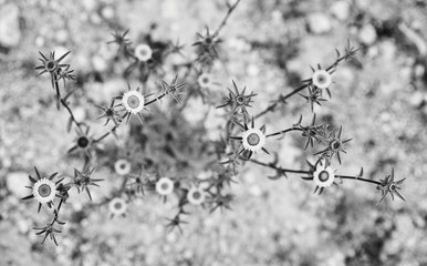 Bush with yellow flowers on a long stalk, the top view, a background on the earth