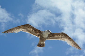 Seagull looking for food, New Zealand