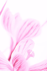 Pink crocus flowers closeup. Isolated white background.