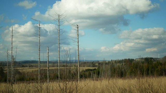 Bark wood beetle pest Ips typographus infestation, spruce and bast tree infested attacked by European spruce, wood larva and larvae, wind power mill mast turbines blades electricity, calamity