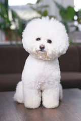 Cute Bichon Frise dog with a stylish haircut (show cut) sitting indoors on a brown wooden table