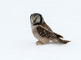 Northern Hawk Owl Standing on Snow in Winter