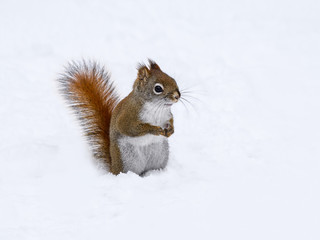 American Red Squirrel Standing on Snow in Winter