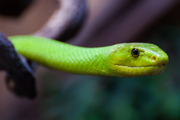 Grüne Mamba