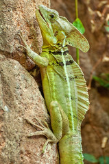 Stirnlappenbasilisk
