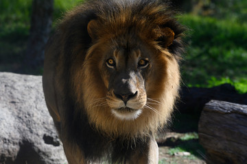 Magnificant Lion Portrait