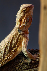 Bartagame