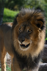 Magnificant Lion Portrait