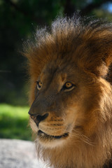 Magnificant Lion Portrait