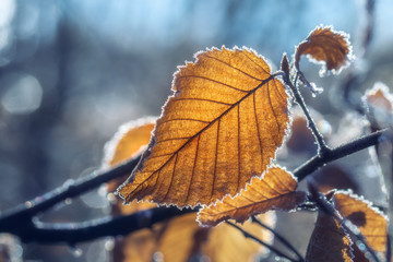 Backlit frozen leaves on a winter day