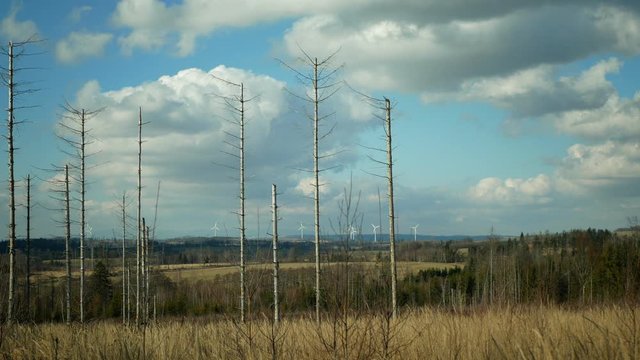 Bark wood beetle pest Ips typographus infestation, spruce and bast tree infested attacked by European spruce, wood larva and larvae, wind power mill mast turbines blades electricity, calamity