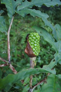 4 Best アオマムシグサ Images Stock Photos Vectors Adobe Stock