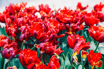 bunch of tulip flowers close up for background, flowerbed untypical macro, many petails bright colored