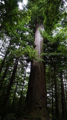 tree in the forest