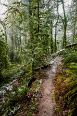 Fototapeta premium Walking path up the hill in an old winter snow-covered wild forest with moss-covered trees