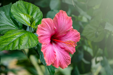 Hardy hibiscus Luna Red flower - Latin name - Hibiscus moscheutos Luna Red - obrazy, fototapety, plakaty