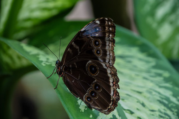 Blue morpho butterfly or the emperor, morpho peleides resting on a flower with his beautiful big wings