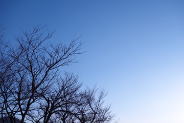 Winter withered tree