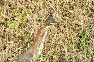 garza
