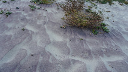 purple sand