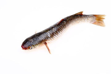 A fresh barracuda, on a white background