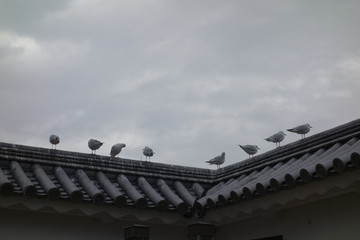 Fototapeta na wymiar Seagulls (屋根の上のカモメ)