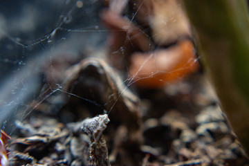 Close-up de teia de aranha com folhas ao fundo desfocadas