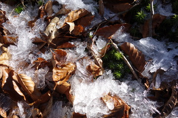 Fallen leaves buried in the frost column
