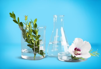 Scientific glassware with flowers and herbal. Natural skin care beauty products concept.