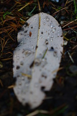 leaf with morning dew