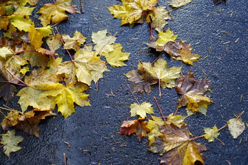 wet autumn leaves on the ground road