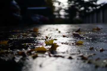 wet autumn leafs on the ground