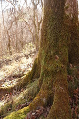 Old tree (古い木)