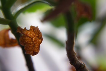 Close-up de folha com desfoque ao fundo