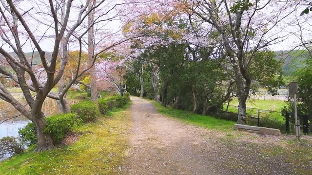 Kyoto Osawa-no-Ike lake pond vertical panning roll in Arashiyama area by Daikakuji Temple view cherry blossom flowers on path in slow motion