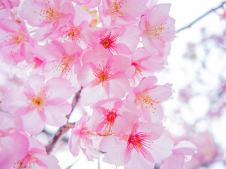 【静岡県伊豆の国市】満開の桜【河津桜】