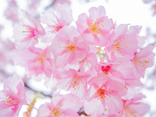 【静岡県伊豆の国市】満開の桜【河津桜】